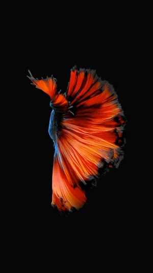 Red Orange Fish Wallpaper