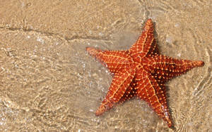 Red Orange Starfish Wallpaper