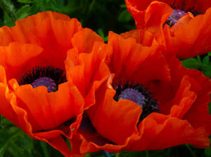 Red Oriental Poppies Wallpaper