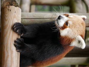 Red Panda Animal Photography Wallpaper