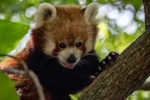 Red Panda Black Eyes Wallpaper