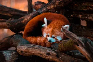 Red Panda Curved Red Tail Wallpaper