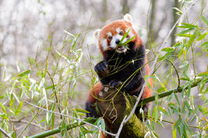 Red Panda Eating Bamboo Wallpaper