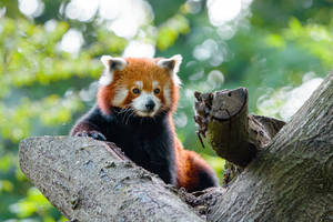 Red Panda In Tree Wallpaper