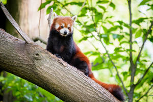 Red Panda On Tree Wallpaper