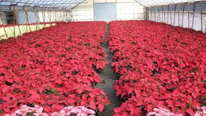 Red Poinsettia Greenhouse Wallpaper