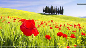 Red Poppy Field In Tusccany Wallpaper