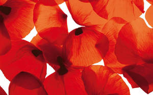 Red Poppy Petals Wallpaper