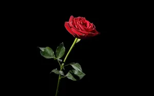 Red Rose Aesthetic Black Wallpaper