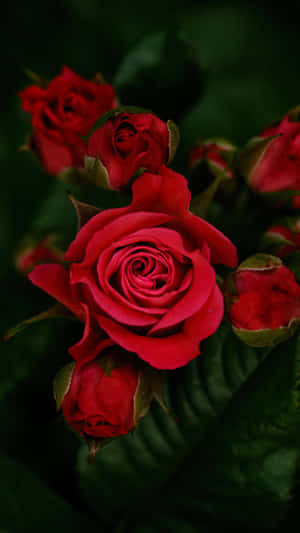 Red Rose Against White Wall Wallpaper