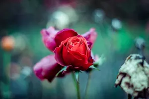Red Rose Flower Wallpaper