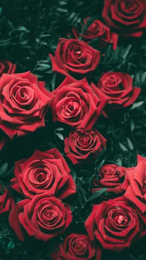 Red Rose Mobile Wallpaper