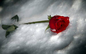 Red Rose On Fine White Snow Wallpaper