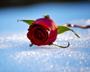 Red Rose On Snow Ice Crystals Wallpaper