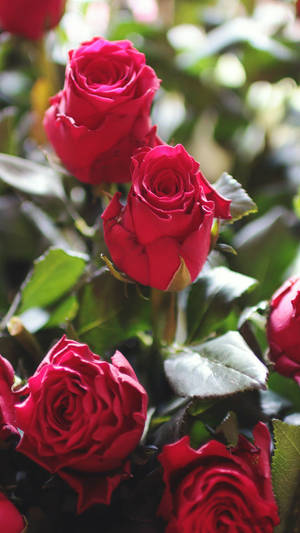Red Rose Wallpaper Geft Hd Gift Bouquet Flower And Flowers Wallpaper