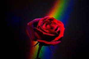 Red Rose With Rainbow Aesthetic Wallpaper