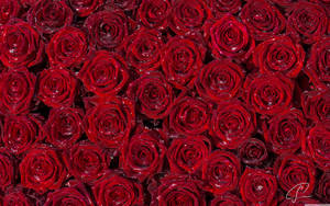 Red Roses Background Wallpaper