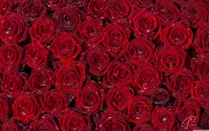 Red Roses Background Wallpaper