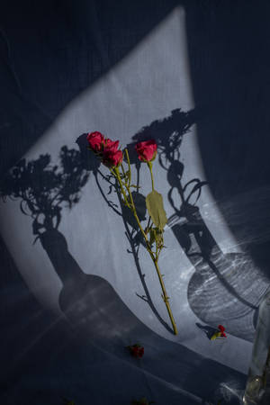 Red Roses In Sunlight Wallpaper