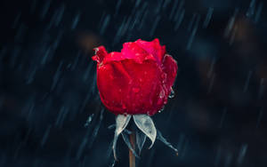 Red Roses In The Rain Wallpaper