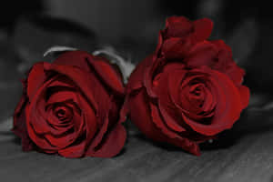 Red Roses Selective Colorization Wallpaper