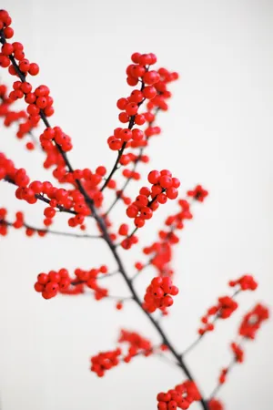 Red Round Fruits Wallpaper