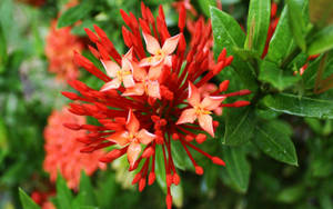 Red Santan Flower Desktop Wallpaper