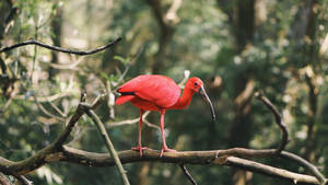 Red Scarlet Ibis Beautiful Birds Wallpaper