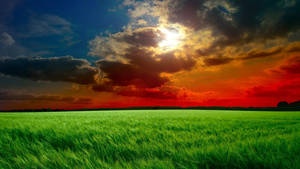 Red Sky Green Grass Wallpaper