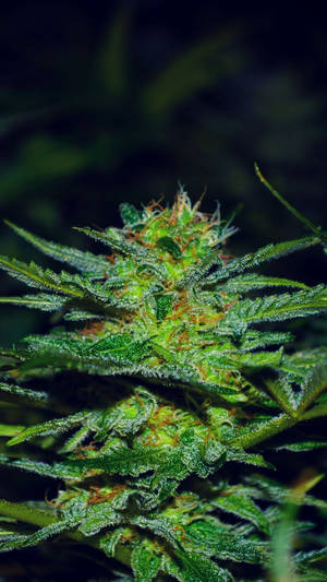 Red Spiky Cannabis Wallpaper