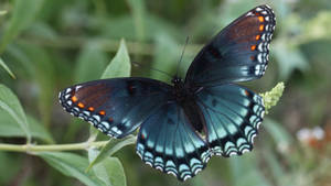 Red Spotted Purple Butterfly Wallpaper