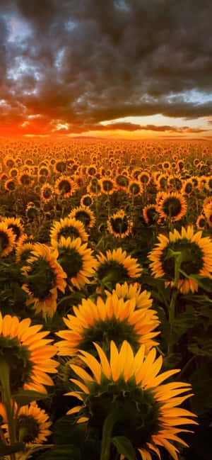 Red Sun With A Sunflower Aesthetic Iphone Wallpaper