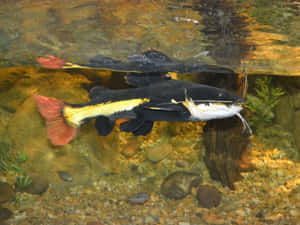 Red Tailed Catfish Almost Floating Wallpaper