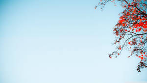 Red Tree Blue Sky Wallpaper