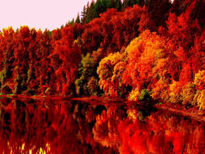 Red Trees During Fall Wallpaper