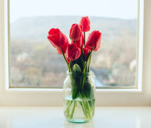 Red Tulips By The Window Wallpaper