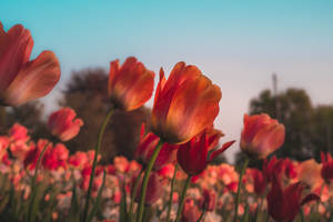 Red Tulips Flower Garden Hd Wallpaper