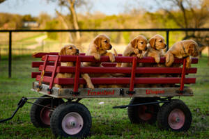 Red Wagon Golden Retriever Puppies Wallpaper
