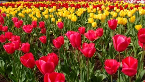 Red Yellow Tulip Flower Wallpaper
