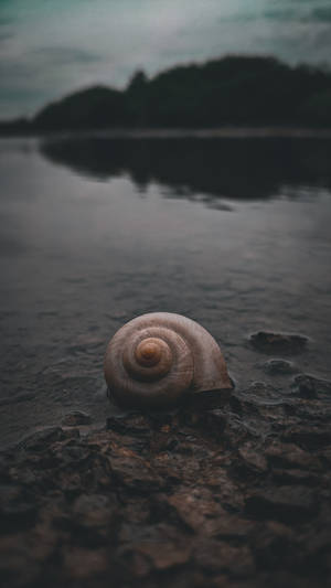 Redmi 4k Snail Wallpaper