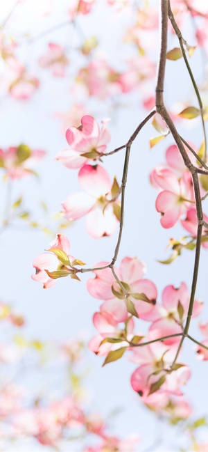 Redwood Pink Apple Flower Wallpaper