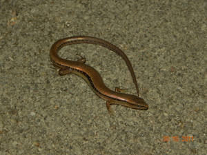 Reeves's Brown Ground Skink Lizard Wallpaper