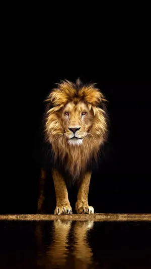Reflection Lion Phone Wallpaper