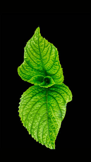 Refreshing Mint Leaves In A Minimalistic Black Screen Wallpaper