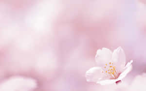 Refreshing Rays Of Sunshine In A Simple Spring Wallpaper