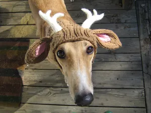 Reindeer Dog Face Wallpaper