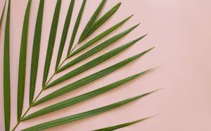 Relax And Recharge In An Aesthetic Tropical Beach Wallpaper