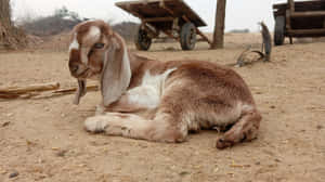 Relaxed_ Brown_ Goat_ Lying_ Down.jpg Wallpaper