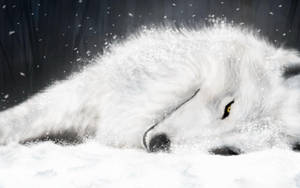 Relaxed Wolf Desktop Wallpaper