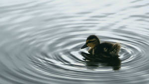 Relaxing Baby Duck Wallpaper